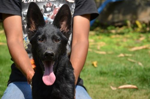 Lords K9 Declan German Shepherd