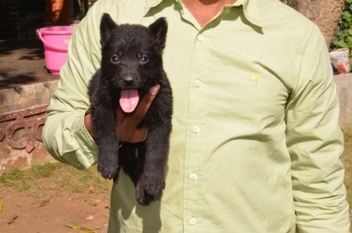 Lords K9 Declan German Shepherd