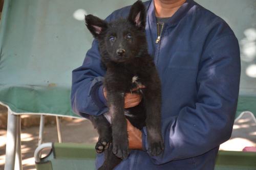 Lords K9 Dennis German Shepherd