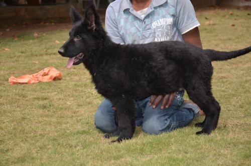 Lords K9 Dennis German Shepherd