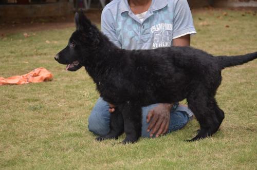 Lords K9 Dennis German Shepherd