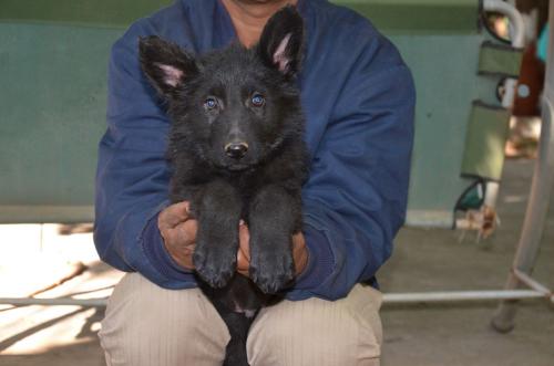 Lords K9 Dennis German Shepherd