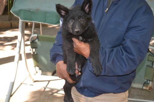 Lords K9 Dennis German Shepherd