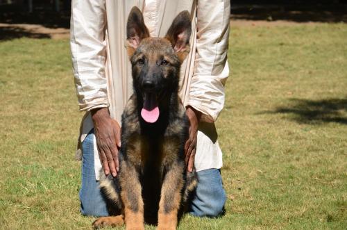 Lords K9 Dingo German Shepherd