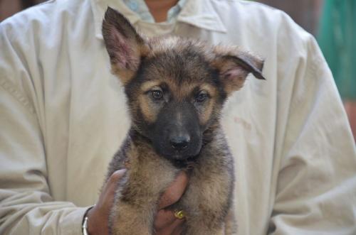 Lords K9 Dingo German Shepherd