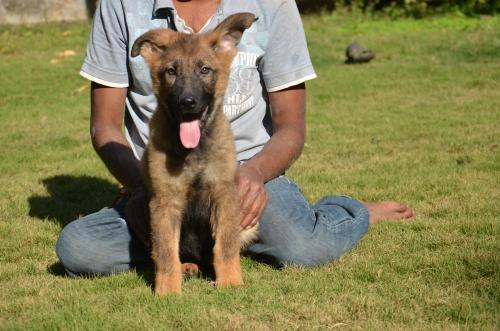 Lords K9 Dingo German Shepherd