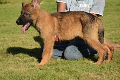 Lords K9 Dingo German Shepherd