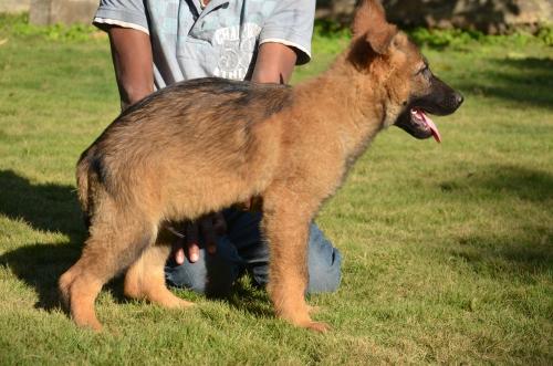 Lords K9 Dingo German Shepherd