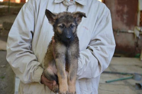 Lords K9 Dingo German Shepherd