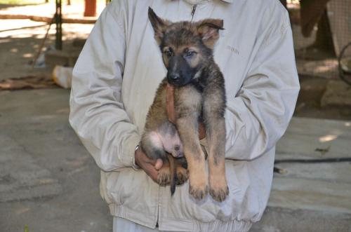 Lords K9 Dingo German Shepherd