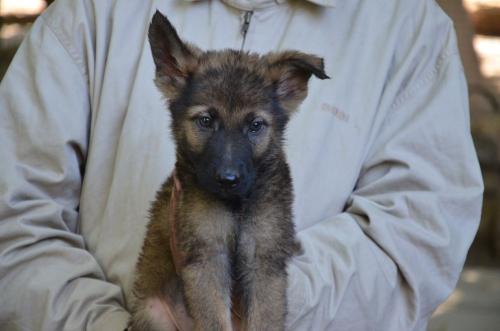 Lords K9 Dingo German Shepherd