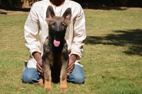 Lords K9 Dingo German Shepherd