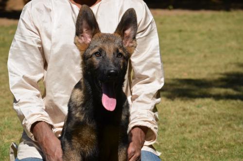 Lords K9 Dingo German Shepherd