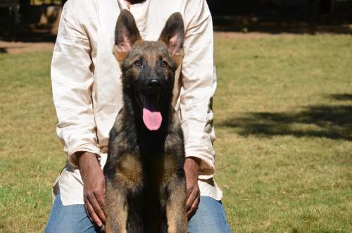 Lords K9 Dingo German Shepherd