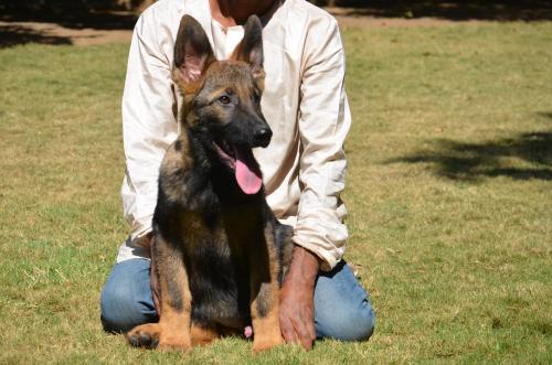 Lords K9 Dingo German Shepherd