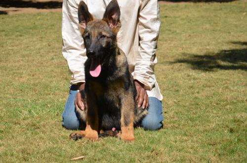 Lords K9 Dingo German Shepherd