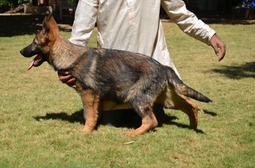 Lords K9 Dingo German Shepherd