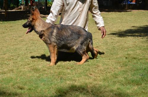 Lords K9 Dingo German Shepherd