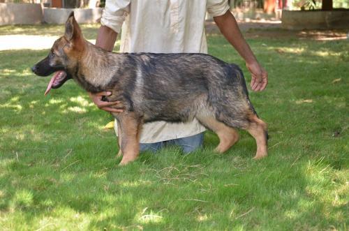 Lords K9 Dingo German Shepherd