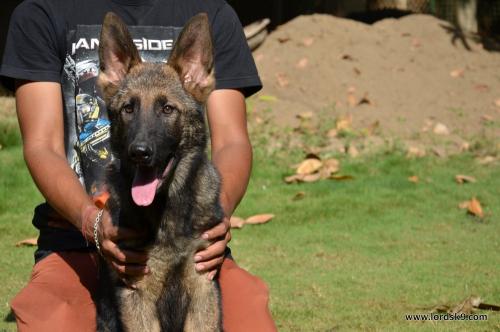 Lords K9 Dingo German Shepherd