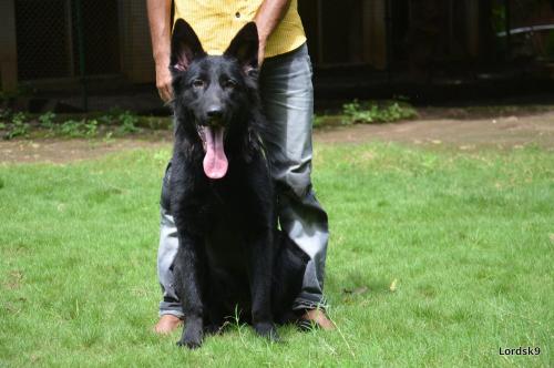 Lords K9 Diva German Shepherd