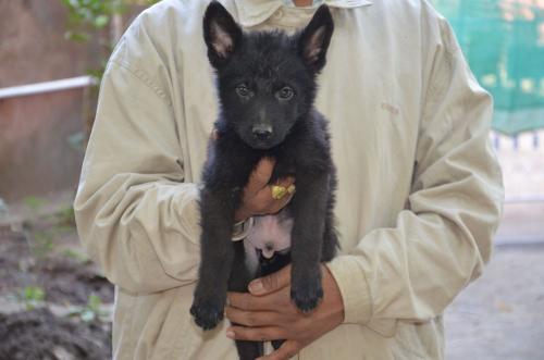 Lords K9 Dollar German Shepherd