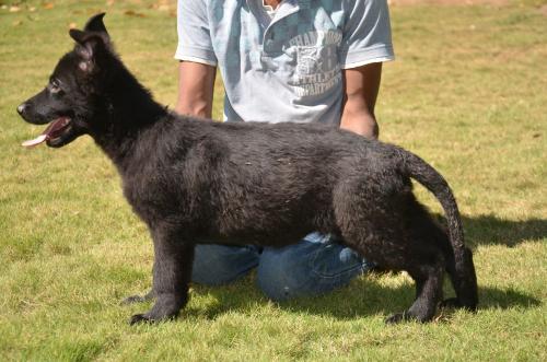 Lords K9 Dollar German Shepherd