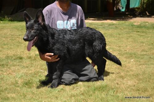 Lords K9 Dollar German Shepherd