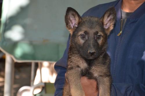 Lords K9 Lama German Shepherd