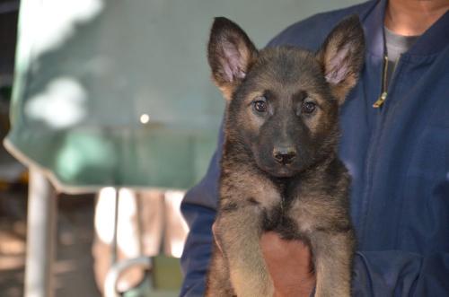 Lords K9 Lama German Shepherd