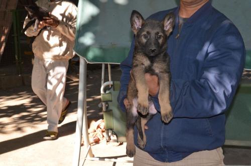 Lords K9 Lama German Shepherd