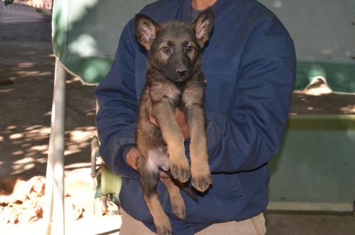 Lords K9 Lama German Shepherd