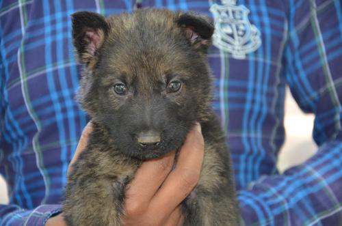 Lords K9 Lama German Shepherd