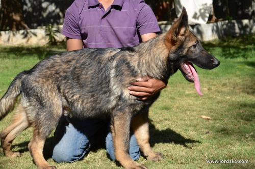 Lords K9 Lama German Shepherd