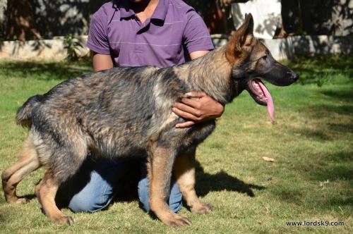 Lords K9 Lama German Shepherd