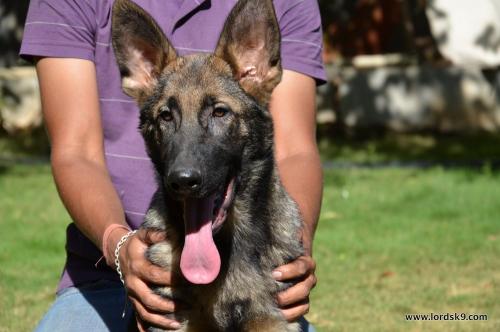 Lords K9 Lama German Shepherd