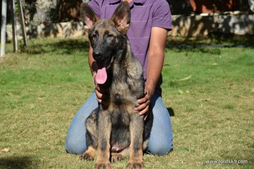 Lords K9 Lama German Shepherd