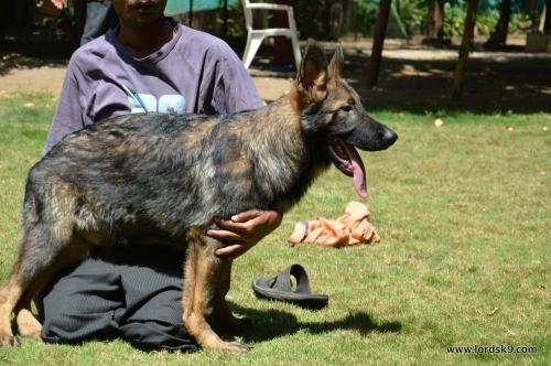 Lords K9 Lama German Shepherd