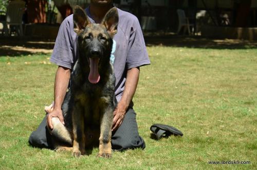 Lords K9 Lama German Shepherd