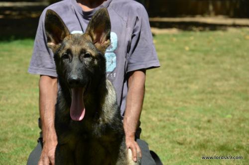 Lords K9 Lama German Shepherd