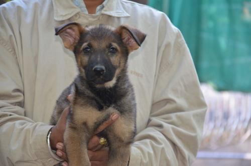 Lords K9 Leela German Shepherd