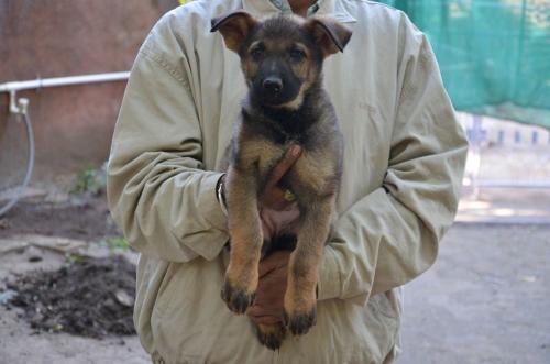 Lords K9 Leela German Shepherd