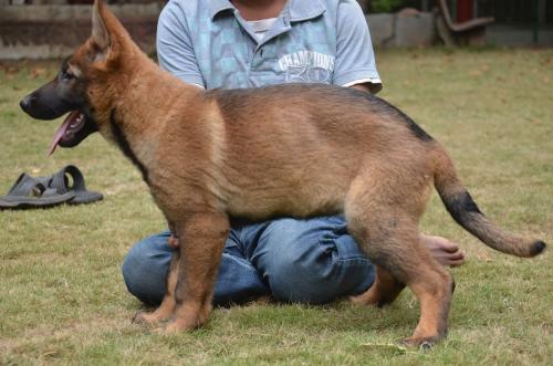 Lords K9 Leela German Shepherd