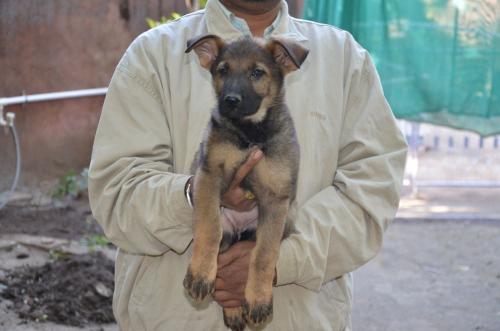 Lords K9 Leela German Shepherd