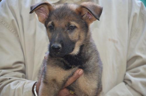 Lords K9 Leela German Shepherd