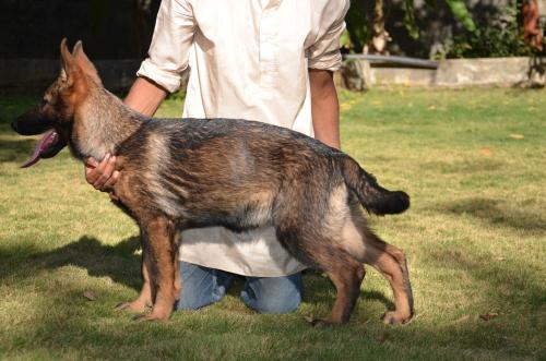 Lords K9 Leela German Shepherd