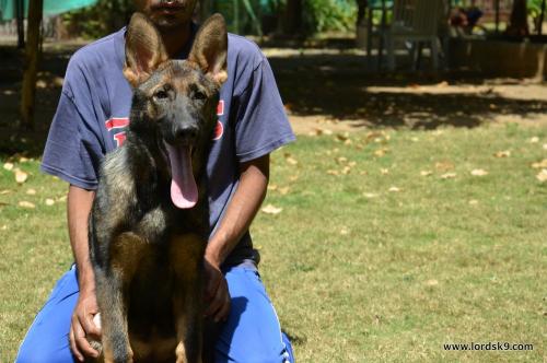 Lords K9 Leela German Shepherd