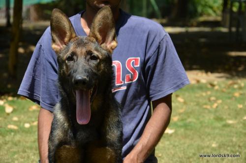 Lords K9 Leela German Shepherd