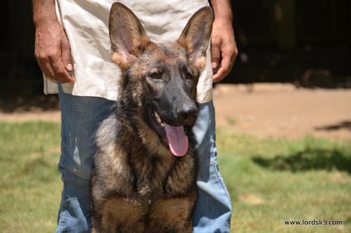 Lords K9 Leela German Shepherd