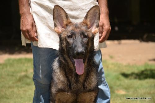 Lords K9 Leela German Shepherd